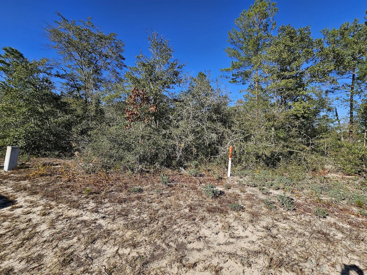 Xy US 90 DeFuniak Springs, FL 32433 - Photo 2 of 5 a view of a forest with trees in the background