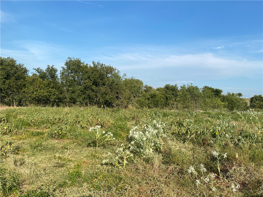 3254 Rd Mount Mount Calm, TX 76673 - Photo 11 of 43