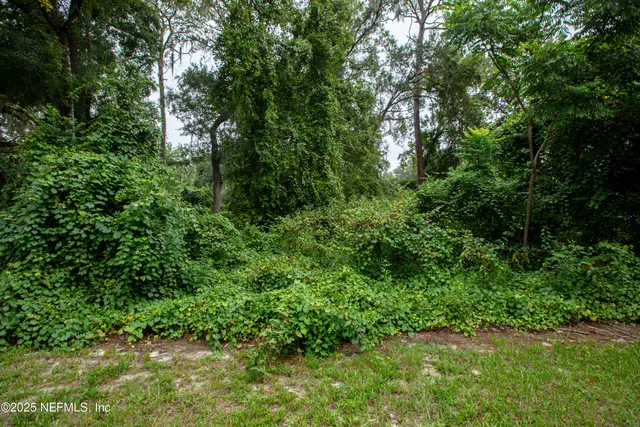 a view of a lush green forest