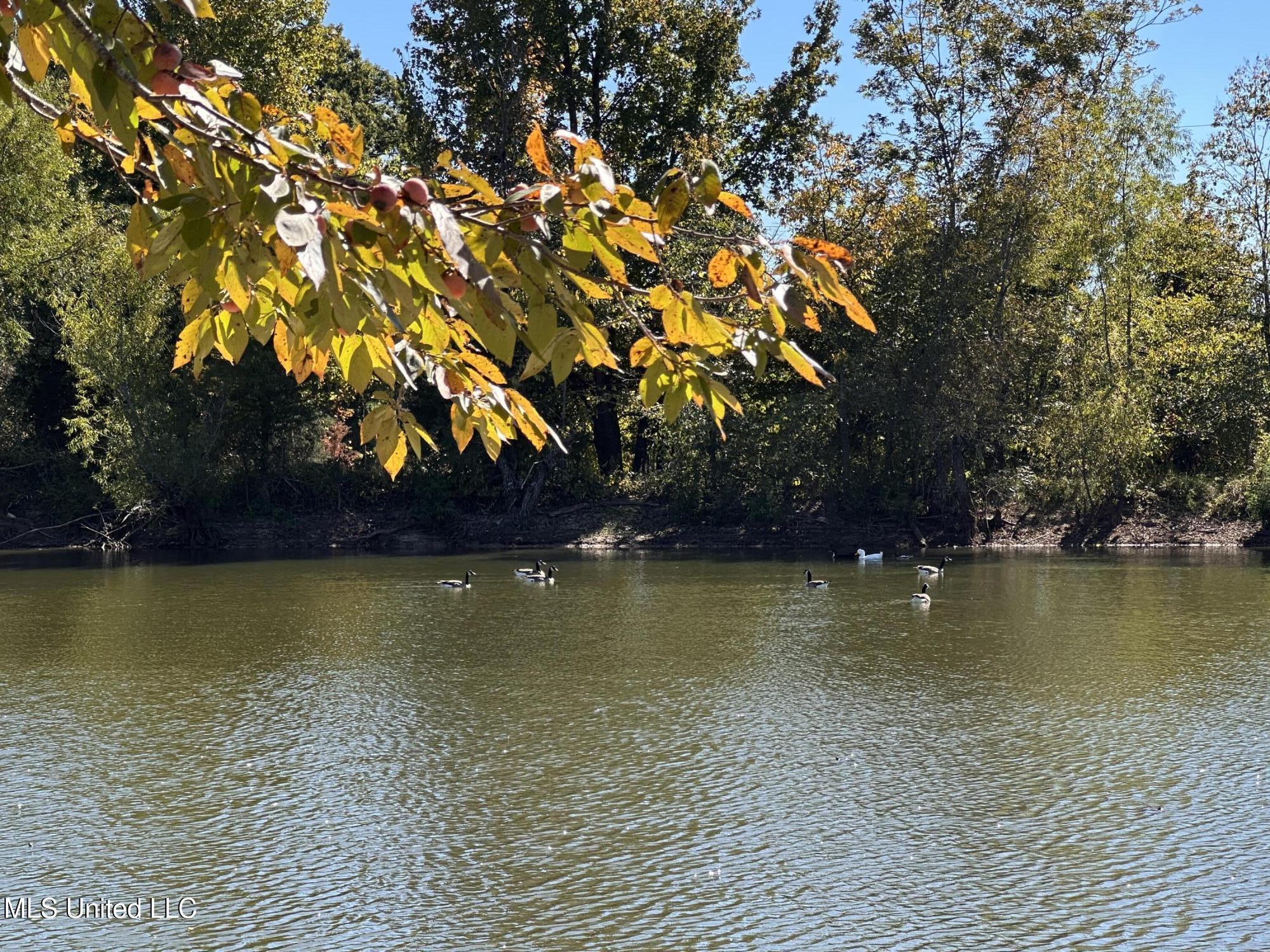 2410 Pope Water Valley Road Pope, MS 38658 - Photo 32 of 32 IMG_6446