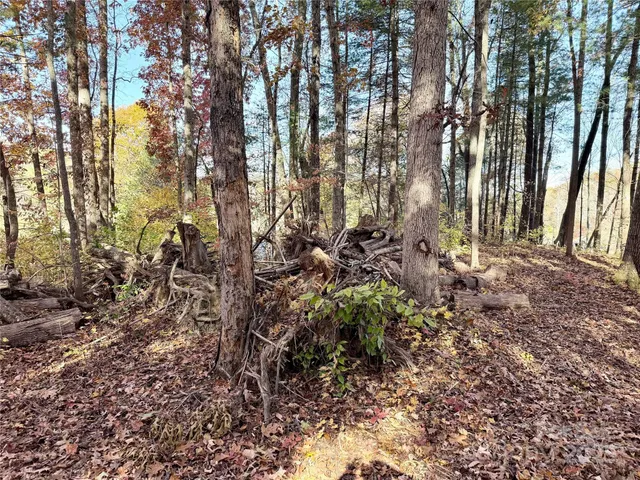 a view of a yard with trees