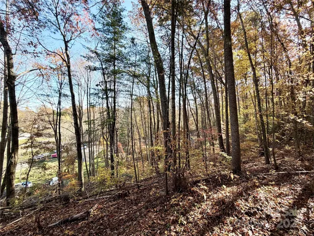 a view of a forest with trees