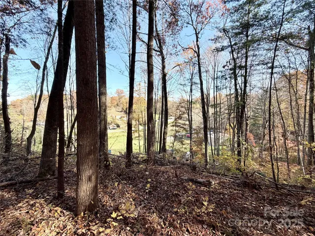 a view of a backyard with plants and large trees