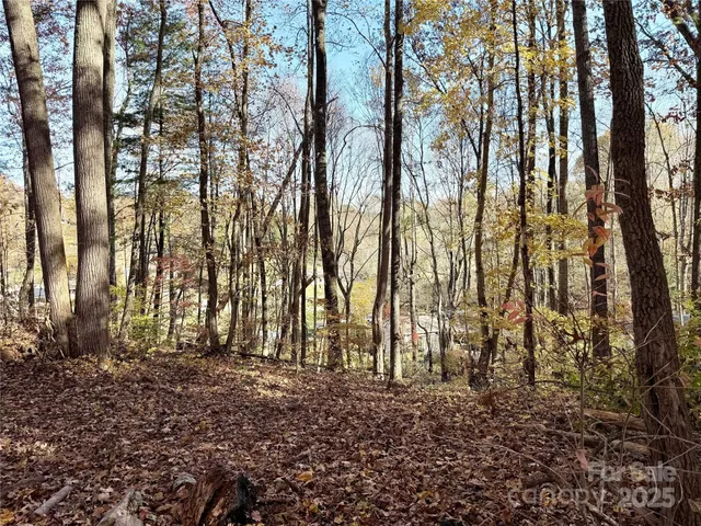 a view of a yard with lots of trees