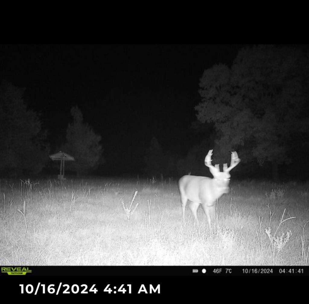 606 Herman Bell Road Mauk, GA 31058 - Photo 45 of 59 Gallery Image 45