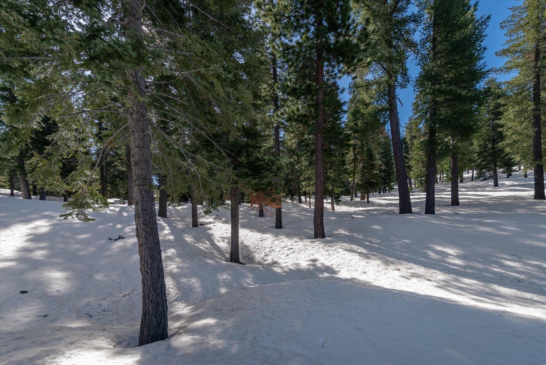 2640 Mill Site Road Truckee, CA 96161 - Photo 12 of 18 a street view with large trees