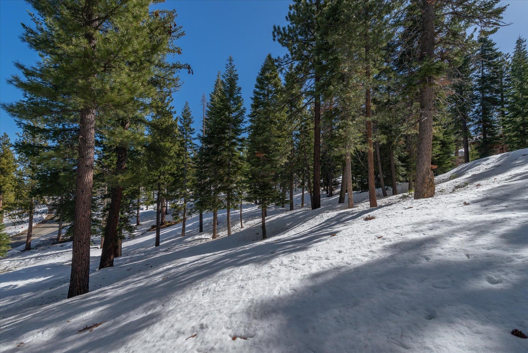 2640 Mill Site Road Truckee, CA 96161 - Photo 16 of 18 a view of a forest with trees