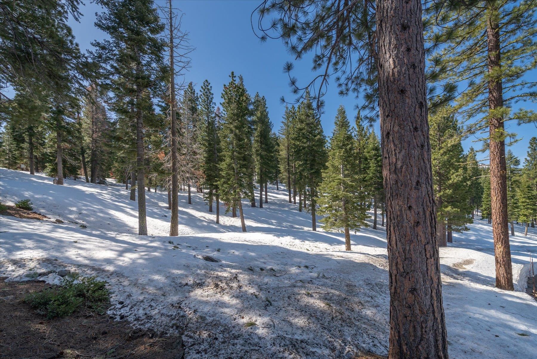 2640 Mill Site Road Truckee, CA 96161 - Photo 8 of 18 a view of a forest with trees