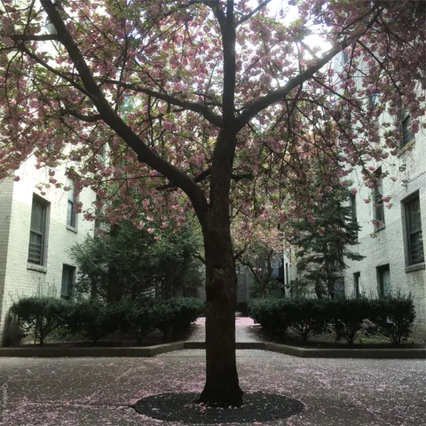 a tree in the middle of a yard