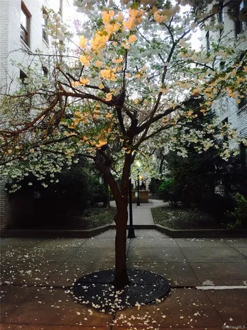 a view of a yard with plants and trees