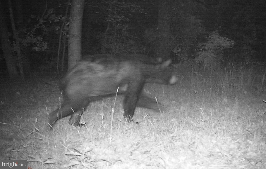 13099 Sillamon Road Goldvein, VA 22720 - Photo 25 of 57 Trail Cam #4