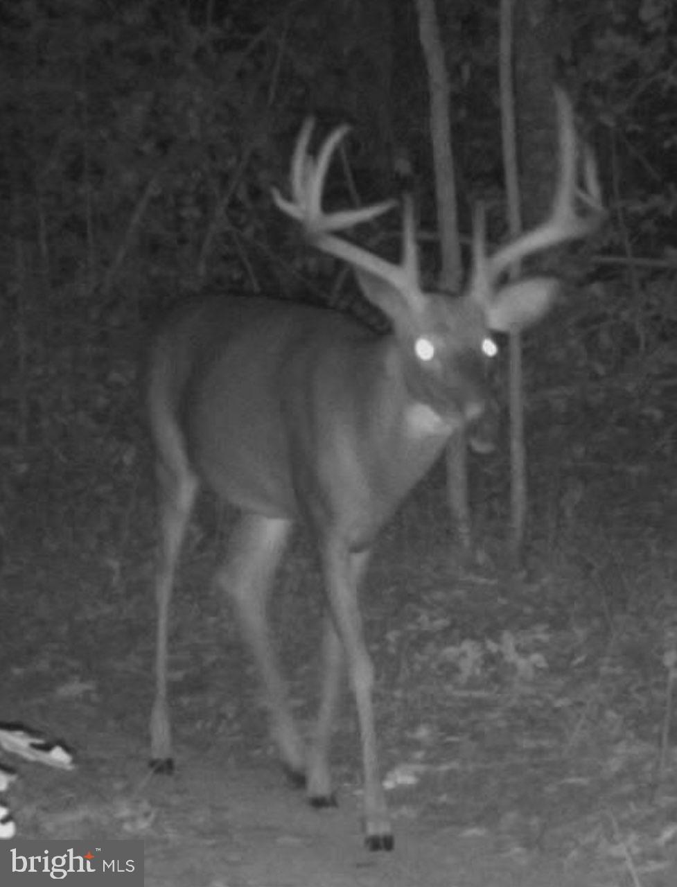 13099 Sillamon Road Goldvein, VA 22720 - Photo 26 of 57 Trail cam pic #1