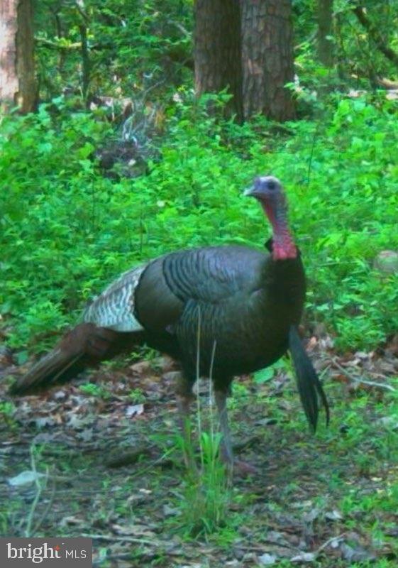13099 Sillamon Road Goldvein, VA 22720 - Photo 27 of 57 Trail Cam pic #2
