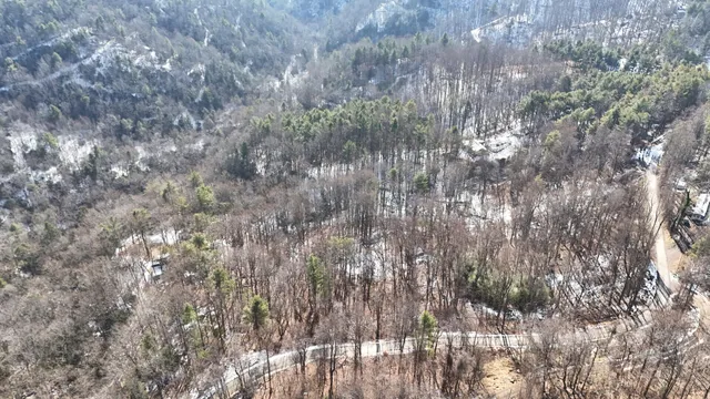 a close up of a plant in a forest