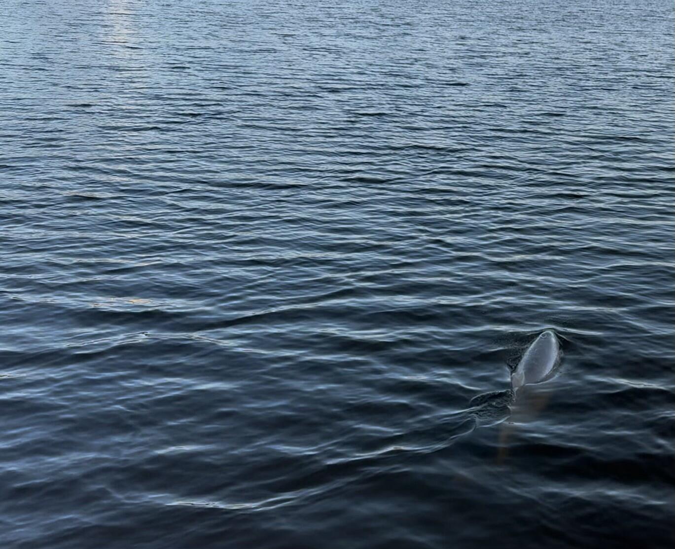1158 Mack Bayou Road Santa Rosa Beach, FL 32459 - Photo 69 of 70 Dolphins