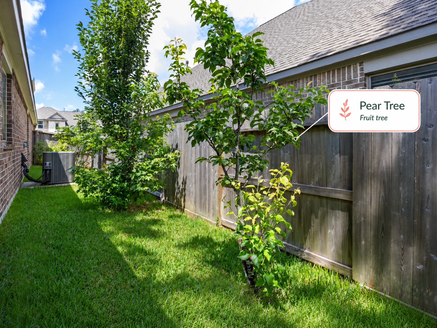 252 Scarlet Maple Way Conroe, TX 77318 - Photo 26 of 37 Pear Tree