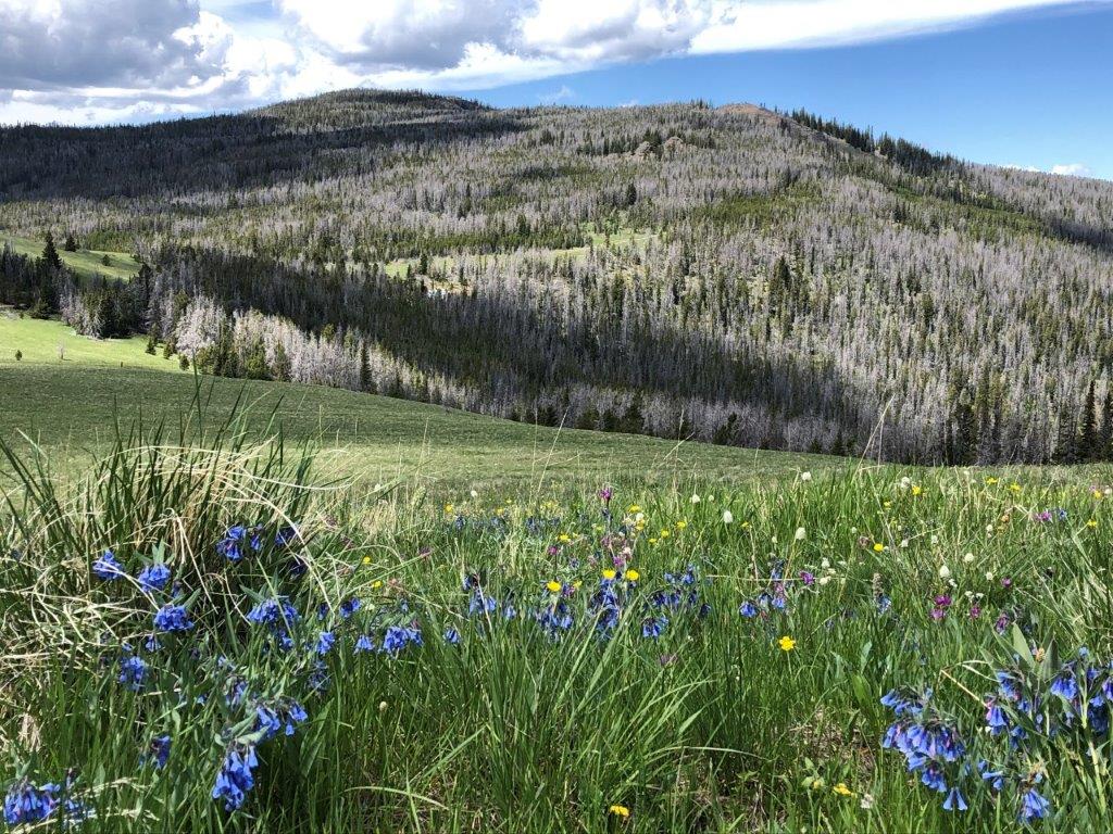 Tbd Indian Creek Road Townsend, MT 59644 - Photo 40 of 50 Gallery Image 40