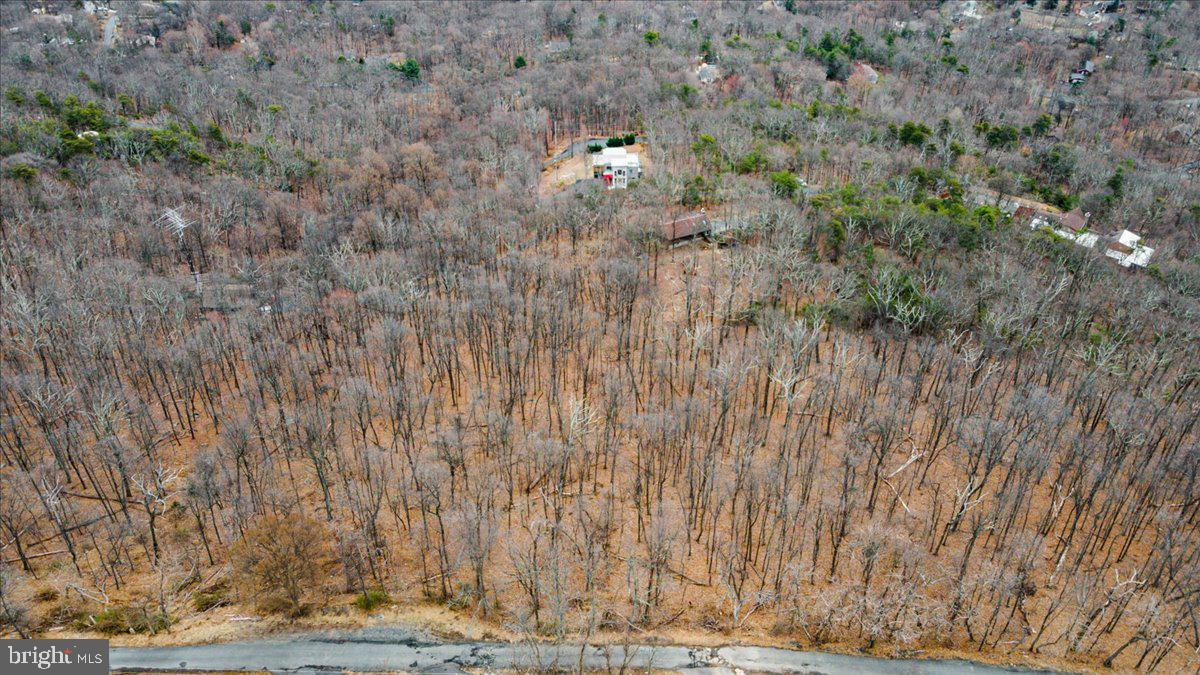 2621 Lookout Road Haymarket, VA 20169 - Photo 6 of 11 a view of tree