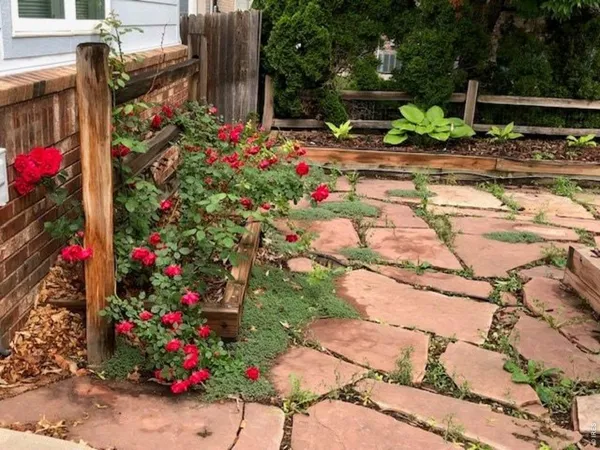 a bunch of flowers are in a yard