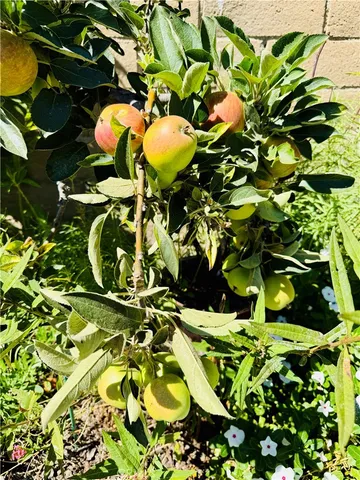 $4,400 | 1429 East Albion Lane, Orange, CA 92866