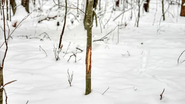 $133,900 | 12.96-acres County Road A, Grand Marsh, WI 53936