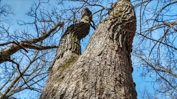 $133,900 | 12.96-acres County Road A, Grand Marsh, WI 53936