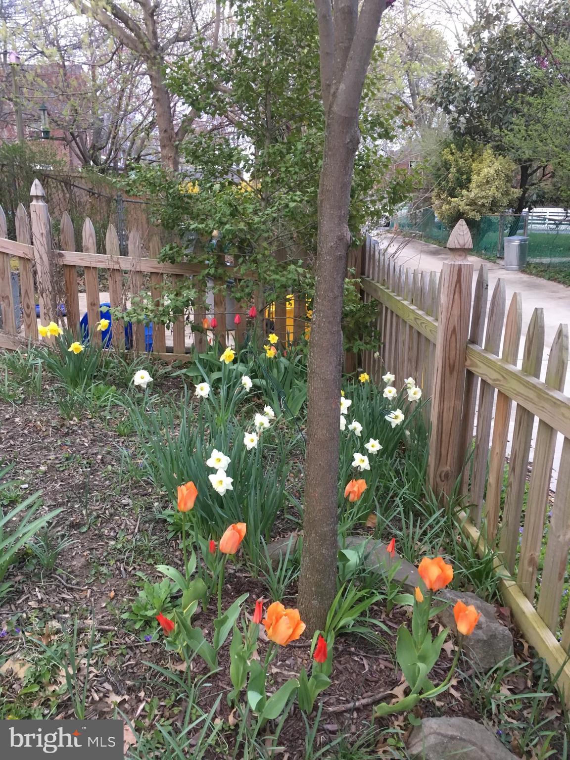 143 Hopkins Road Baltimore, MD 21212 - Photo 52 of 52 backyard