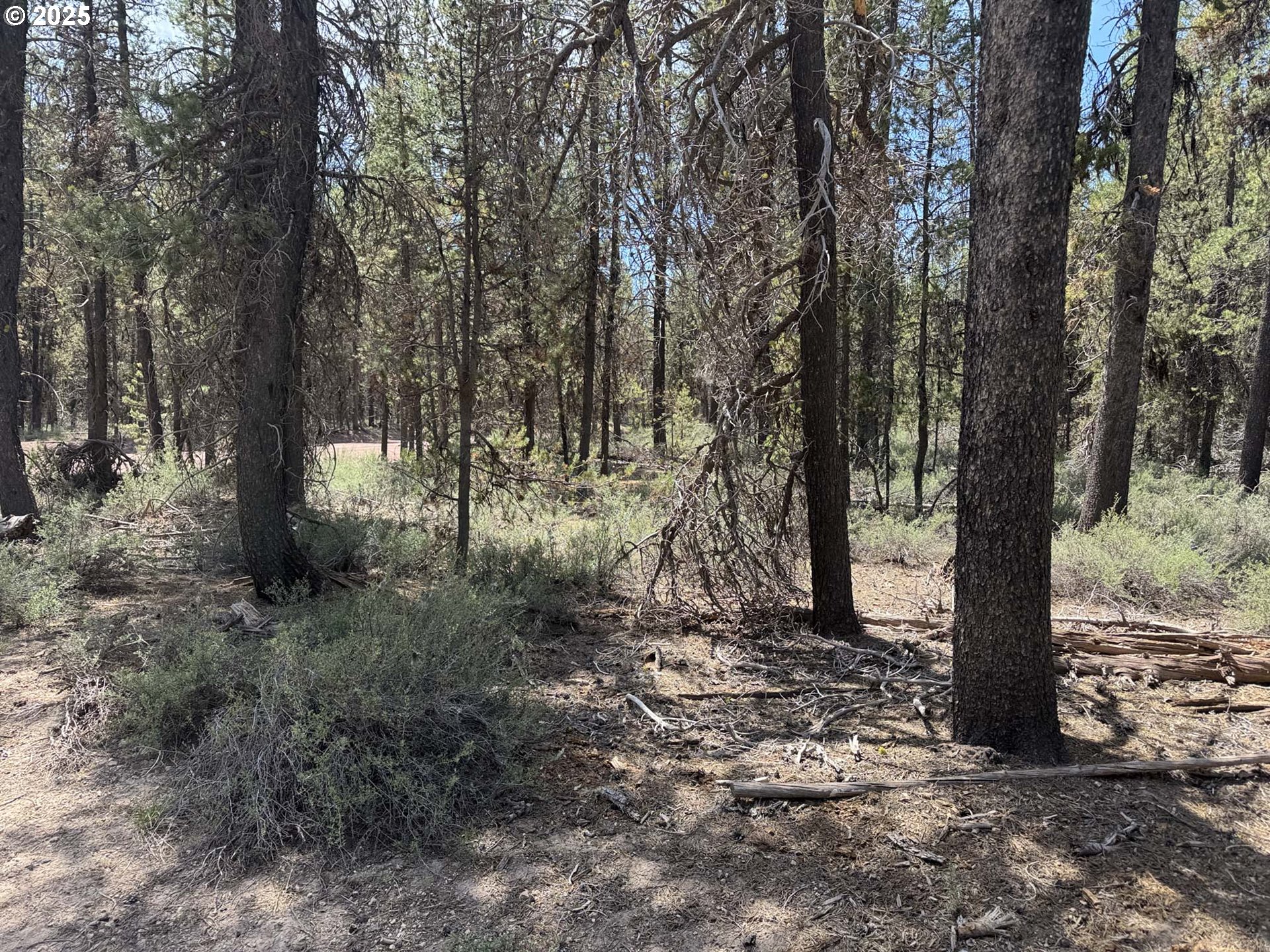Bear Flat Road, Unit 3200 Chemult, OR 97731 - Photo 11 of 32 a view of a tree in a yard