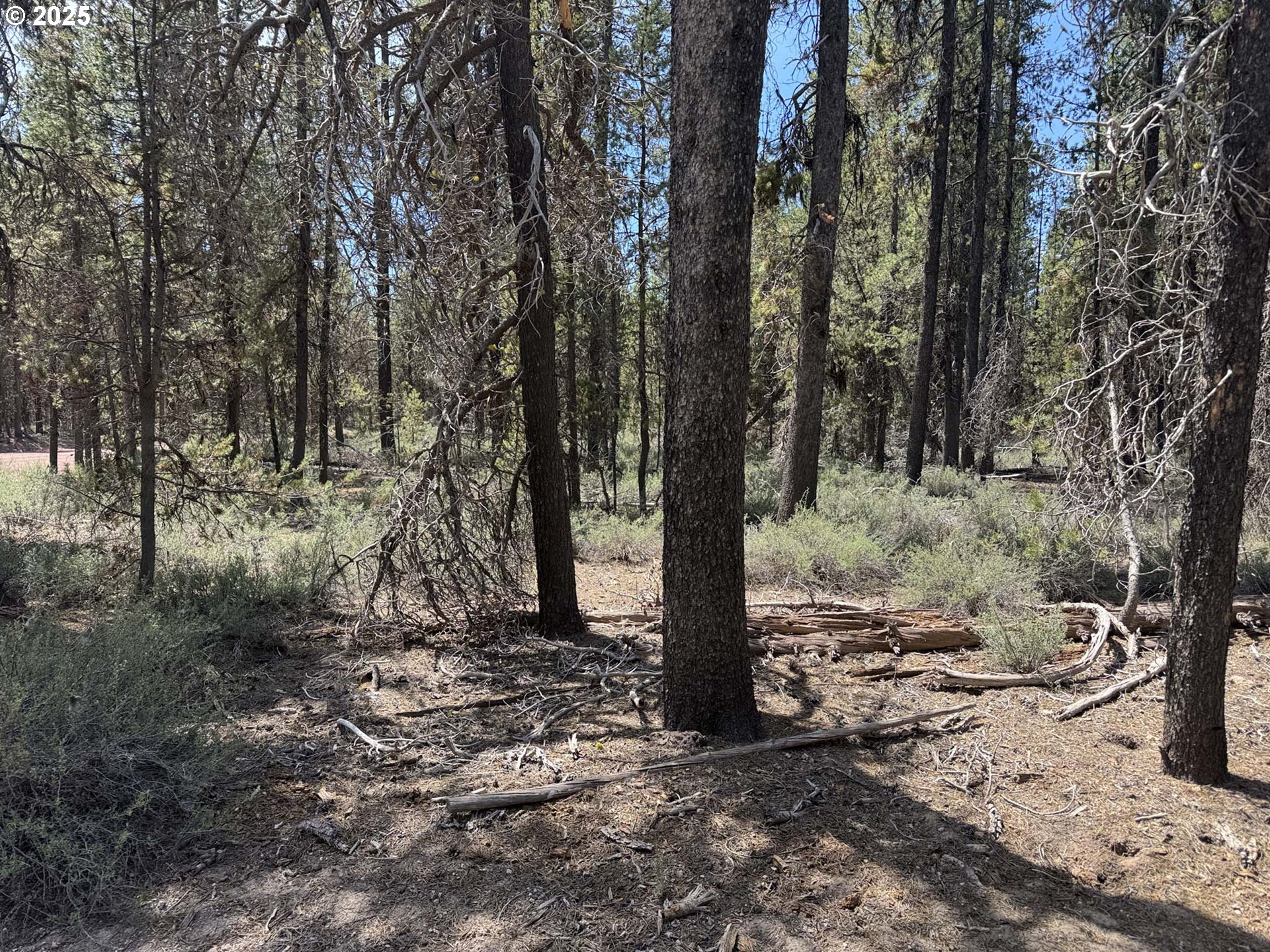 Bear Flat Road, Unit 3200 Chemult, OR 97731 - Photo 12 of 32 a view of a forest filled with trees
