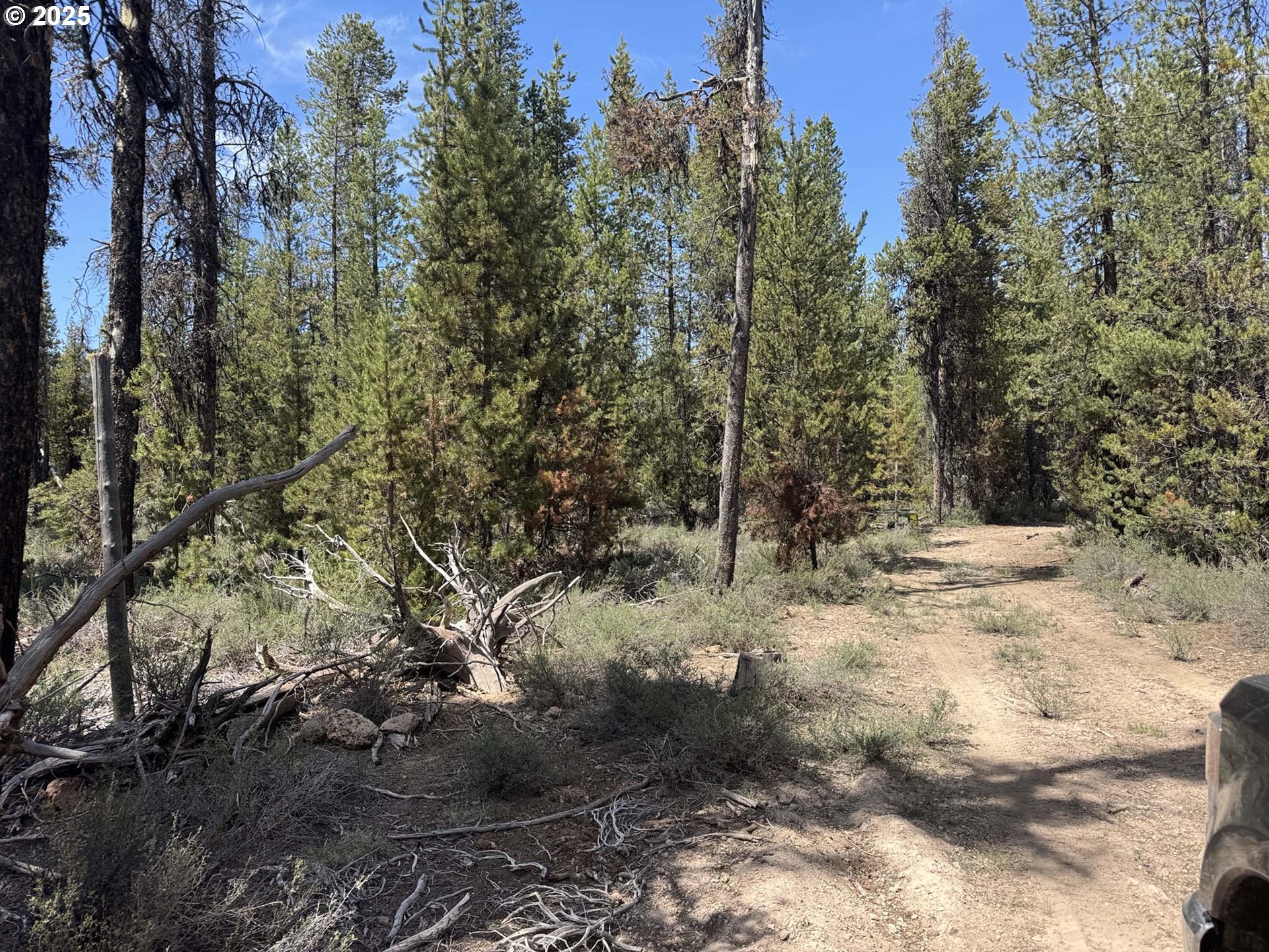 Bear Flat Road, Unit 3200 Chemult, OR 97731 - Photo 2 of 32 a view of a forest filled with trees