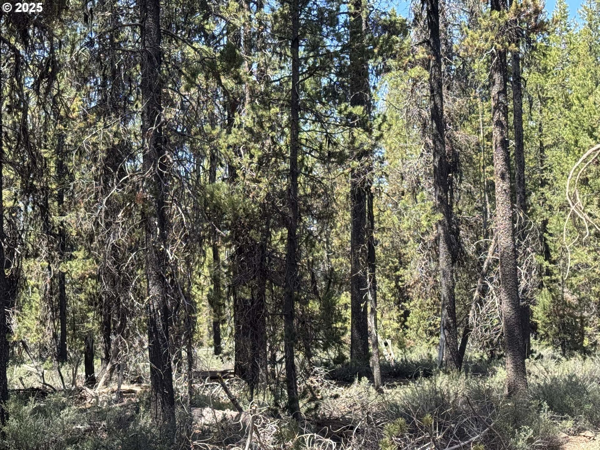 Bear Flat Road, Unit 3200 Chemult, OR 97731 - Photo 22 of 32 a view of forest
