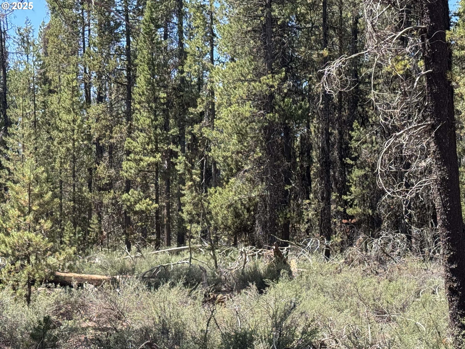 Bear Flat Road, Unit 3200 Chemult, OR 97731 - Photo 23 of 32 a view of a covered with large trees