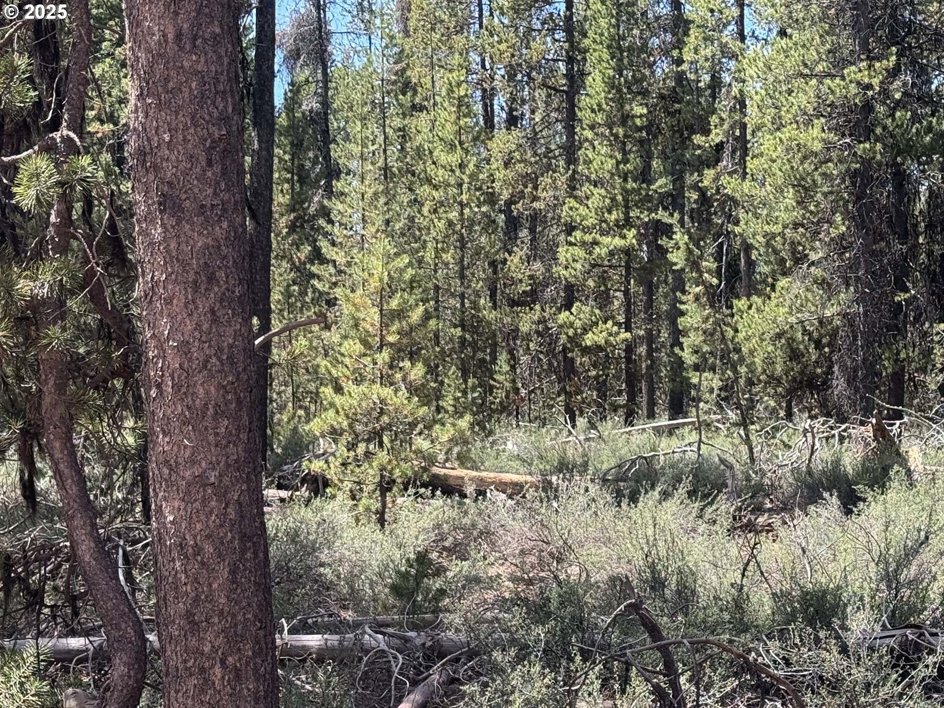 Bear Flat Road, Unit 3200 Chemult, OR 97731 - Photo 24 of 32 a view of a forest filled with trees