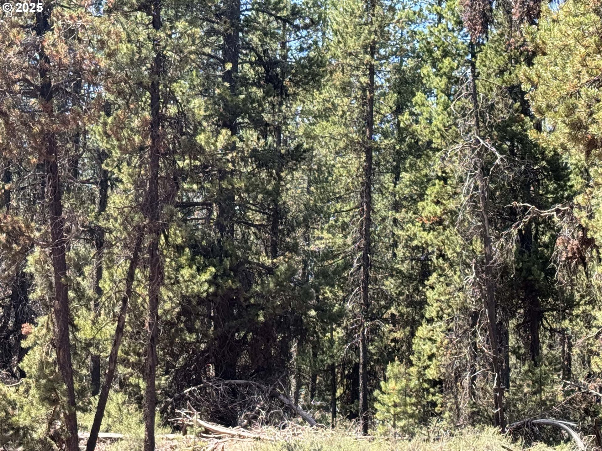 Bear Flat Road, Unit 3200 Chemult, OR 97731 - Photo 25 of 32 a view of a tree