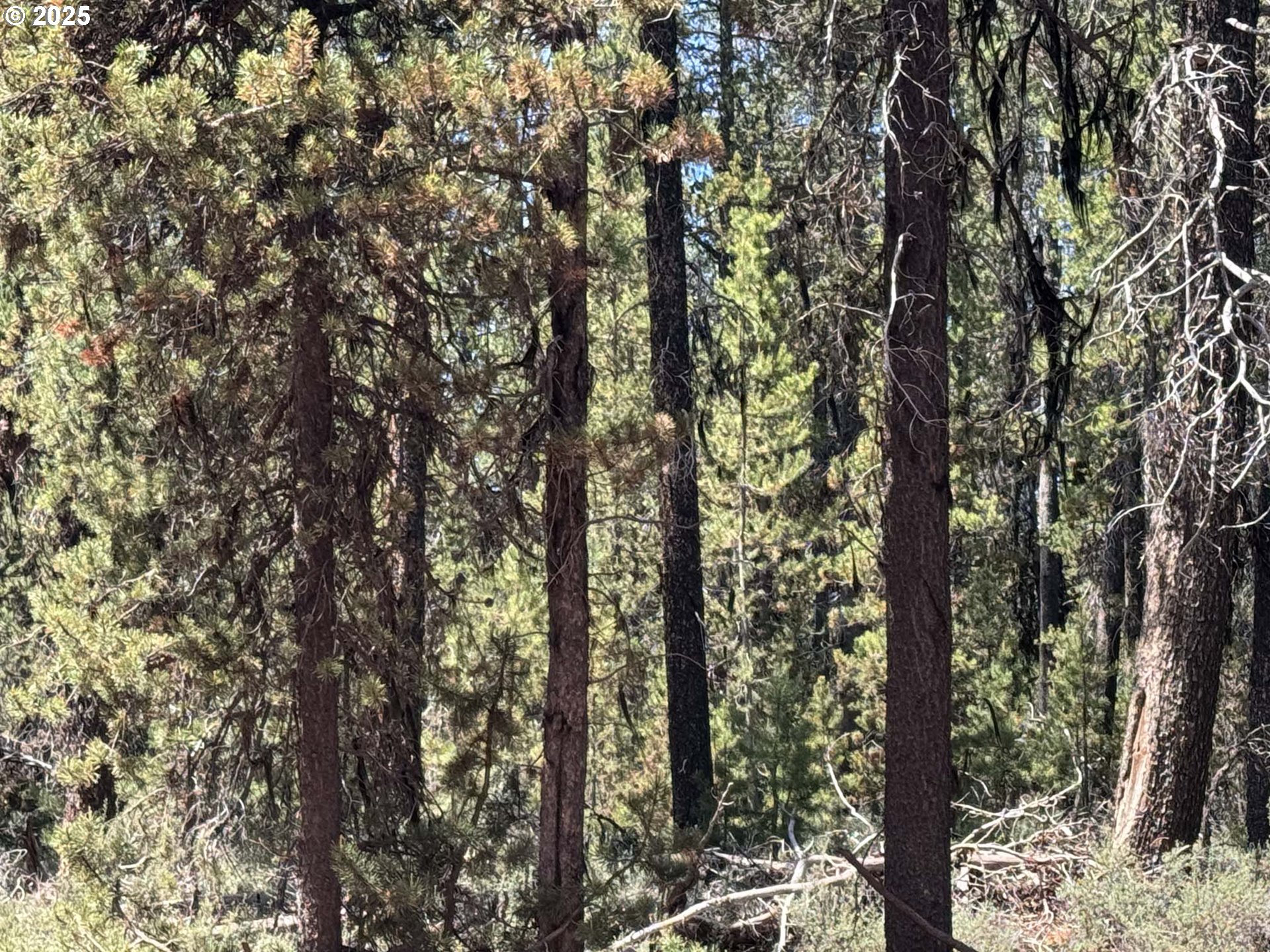 Bear Flat Road, Unit 3200 Chemult, OR 97731 - Photo 26 of 32 a view of forest