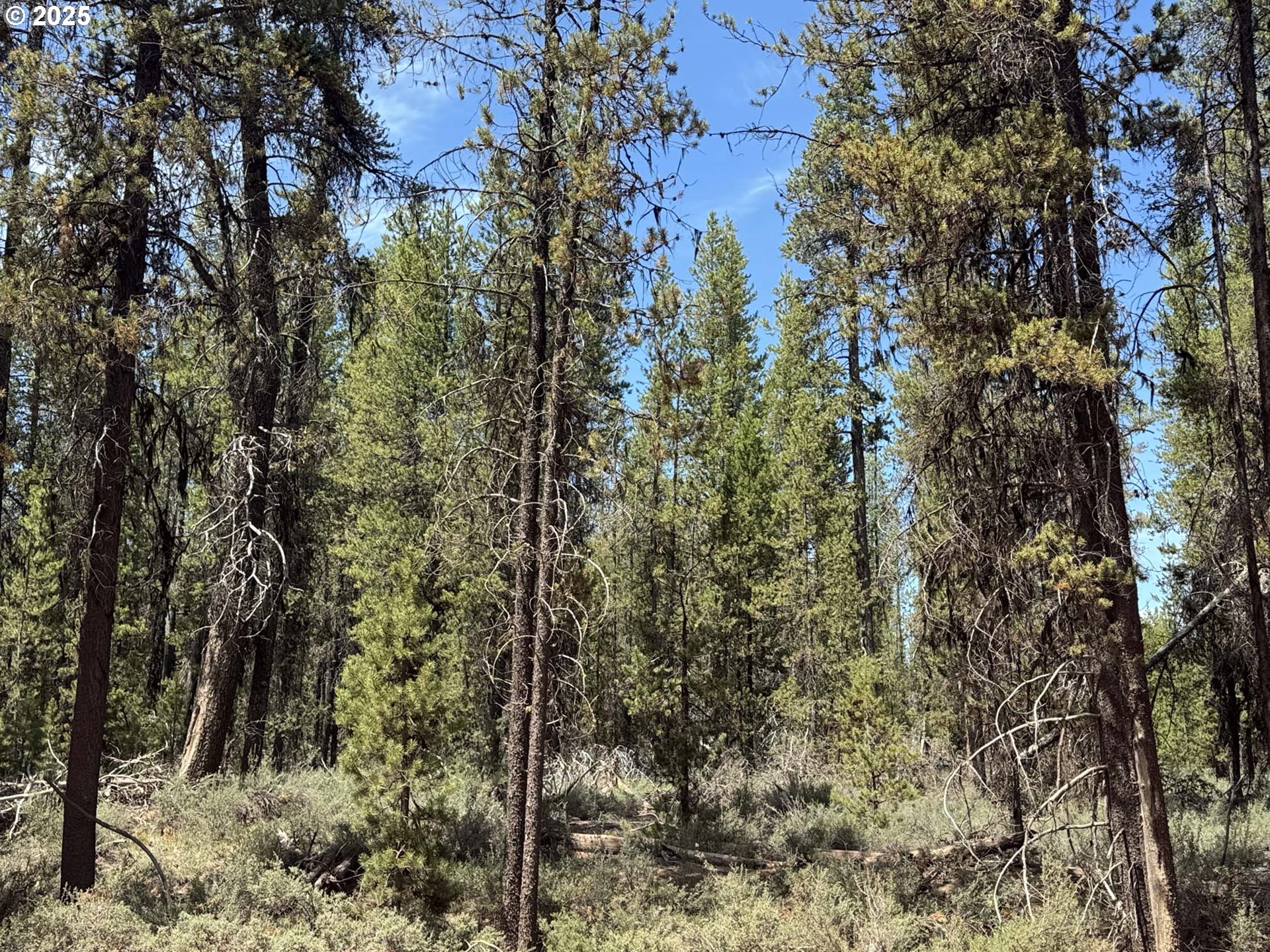 Bear Flat Road, Unit 3200 Chemult, OR 97731 - Photo 27 of 32 a view of a forest