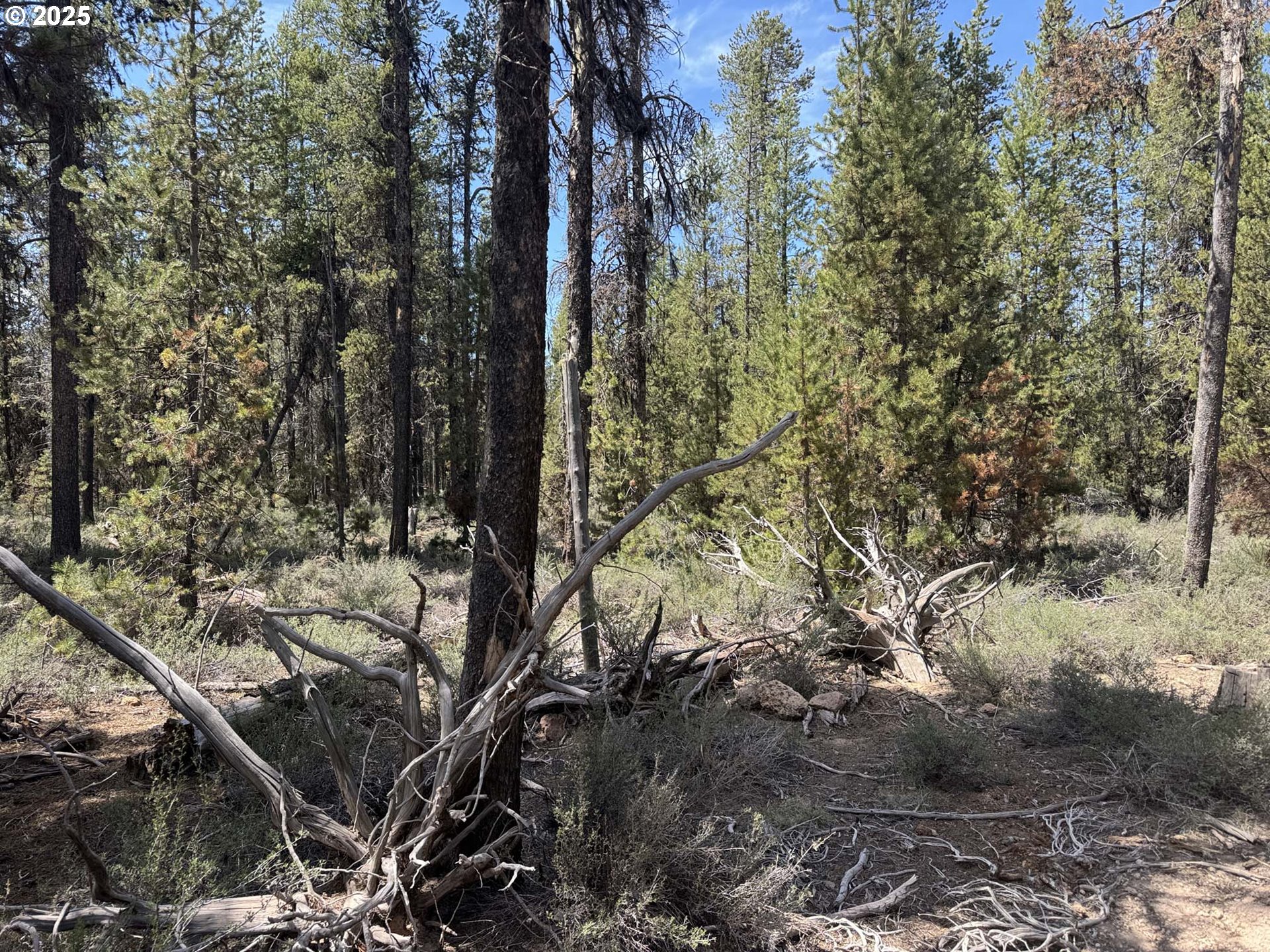 Bear Flat Road, Unit 3200 Chemult, OR 97731 - Photo 3 of 32 a view of a forest with trees