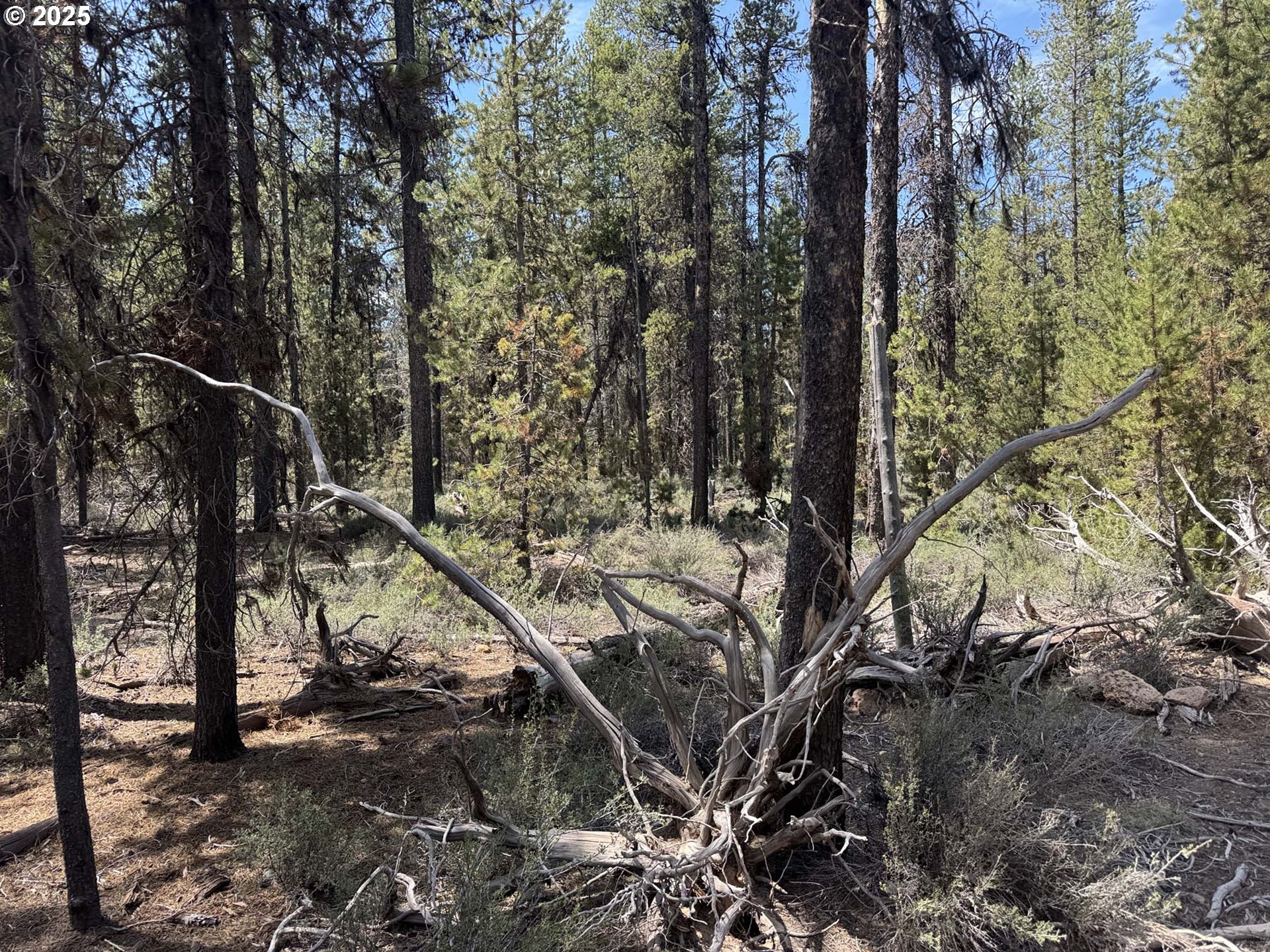 Bear Flat Road, Unit 3200 Chemult, OR 97731 - Photo 4 of 32 a view of a forest with trees