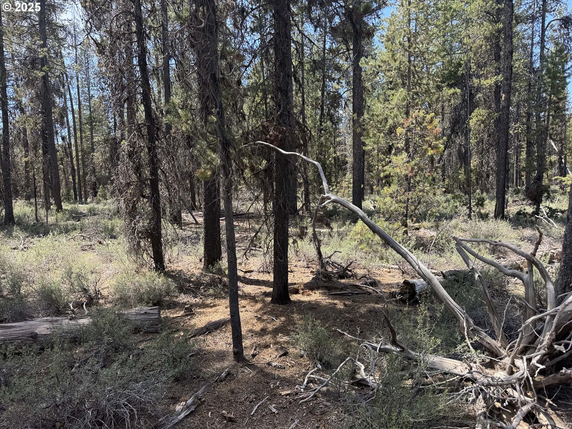 Bear Flat Road, Unit 3200 Chemult, OR 97731 - Photo 5 of 32 a view of outdoor space with a street