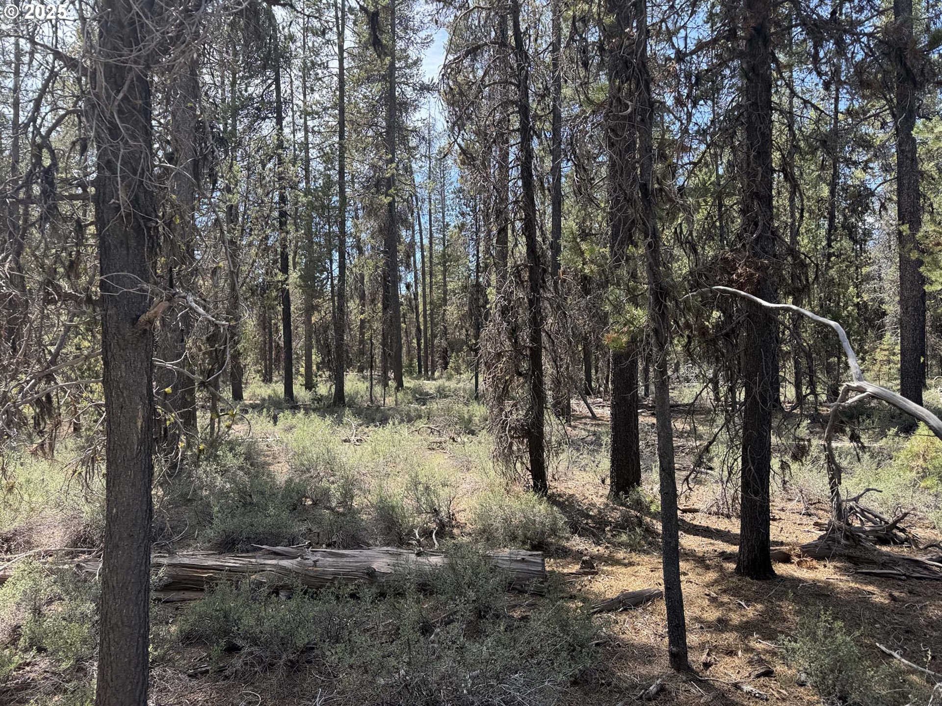 Bear Flat Road, Unit 3200 Chemult, OR 97731 - Photo 6 of 32 a view of a forest with trees