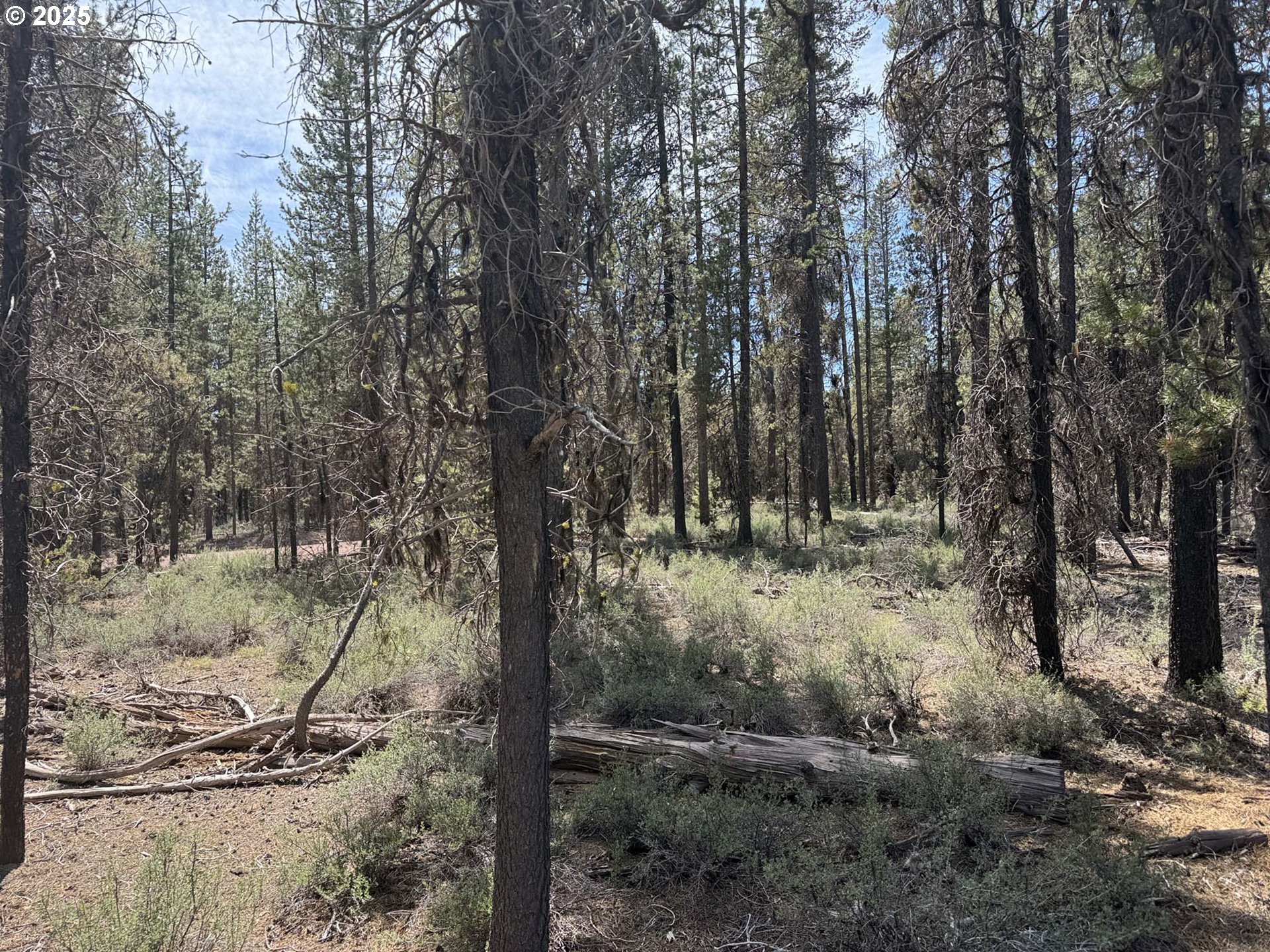 Bear Flat Road, Unit 3200 Chemult, OR 97731 - Photo 7 of 32 a view of a forest with trees in the background