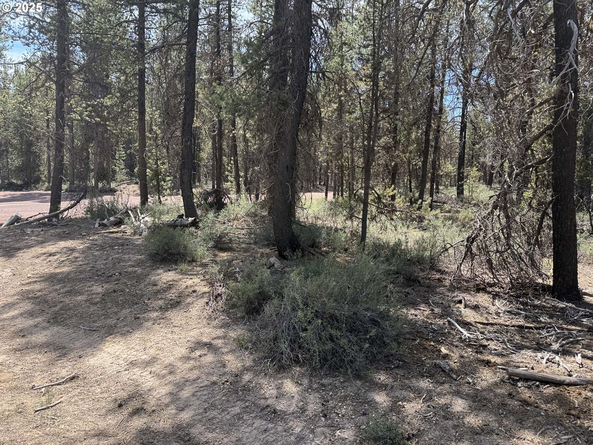 Bear Flat Road, Unit 3200 Chemult, OR 97731 - Photo 10 of 32 a view of a forest with trees