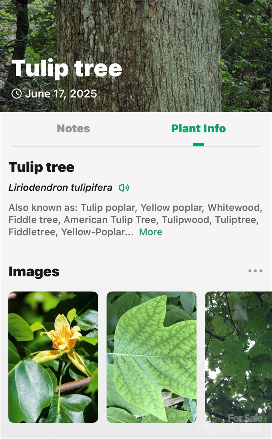 Lot # Hunnicut Spur Road Marion, NC 28752 - Photo 23 of 28 a black and white photo of a garden