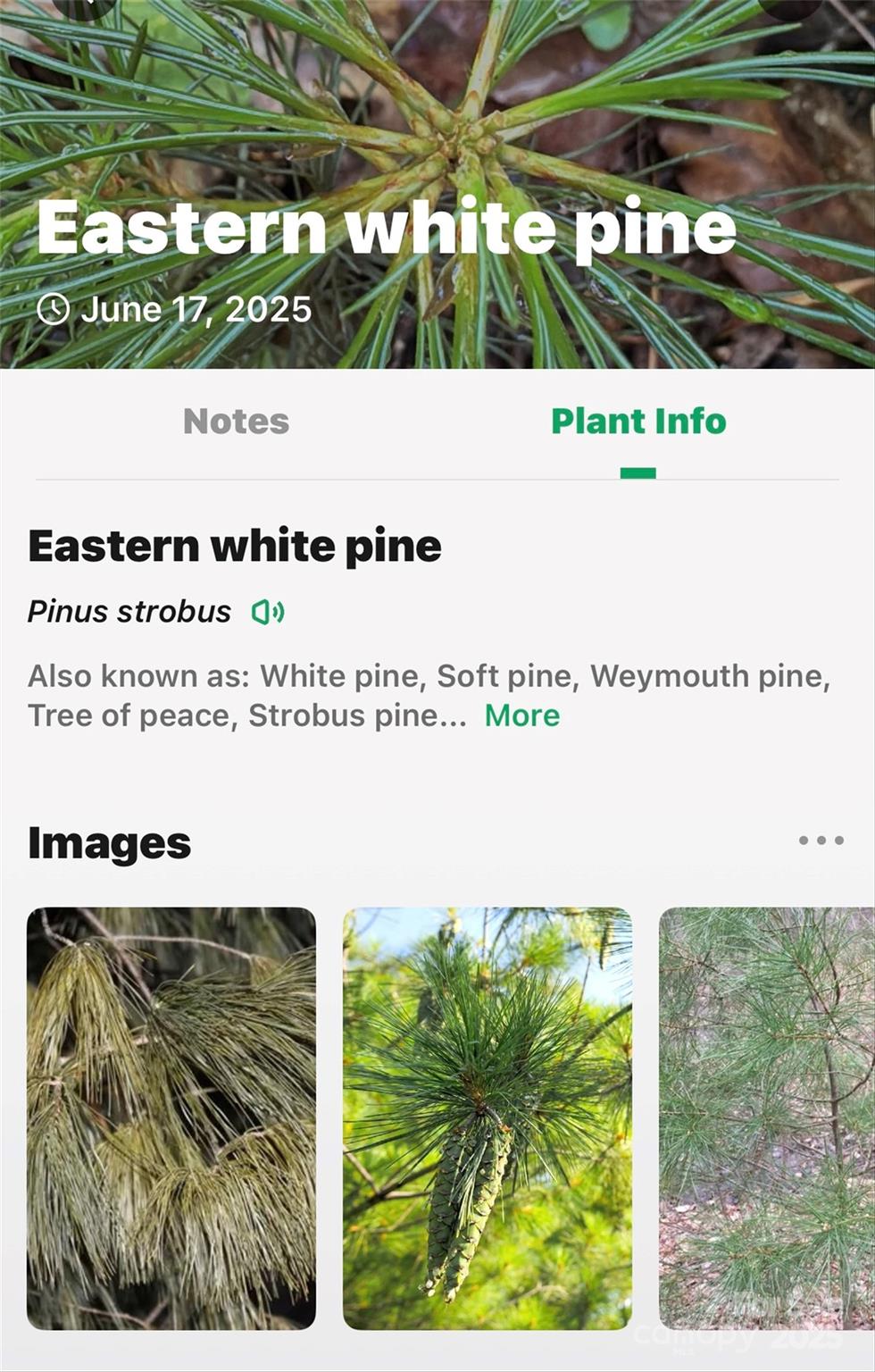 Lot # Hunnicut Spur Road Marion, NC 28752 - Photo 25 of 28 a picture of a book and a yard