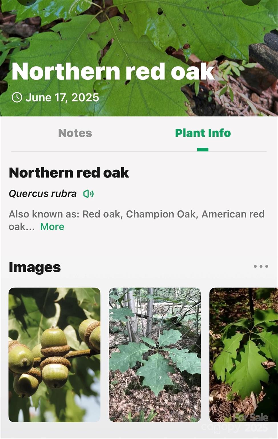 Lot # Hunnicut Spur Road Marion, NC 28752 - Photo 26 of 28 a picture of a book and a garden