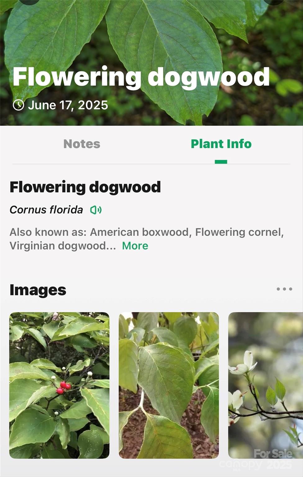 Lot # Hunnicut Spur Road Marion, NC 28752 - Photo 28 of 28 a black and white photo of a garden