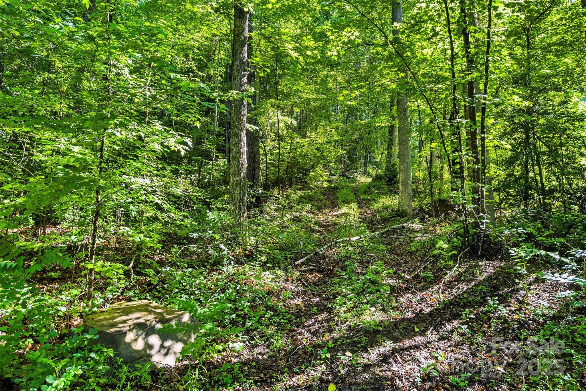 Lot # Hunnicut Spur Road Marion, NC 28752 - Photo 8 of 28 a view of a lush green forest