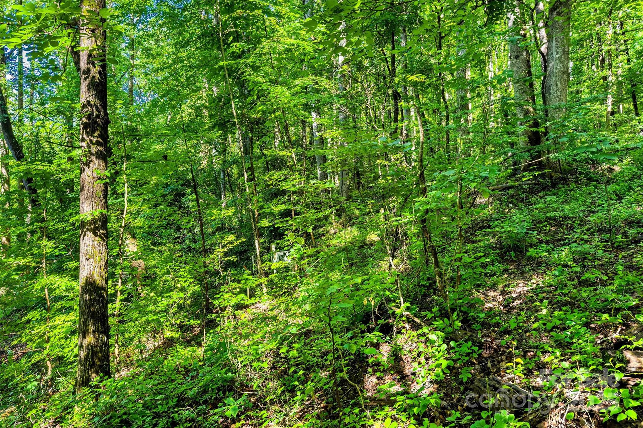 Lot # Hunnicut Spur Road Marion, NC 28752 - Photo 9 of 28 a view of a lush green forest