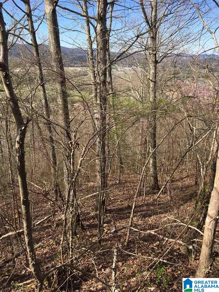 230 County Line Road Oxford, AL 36203 - Photo 37 of 50