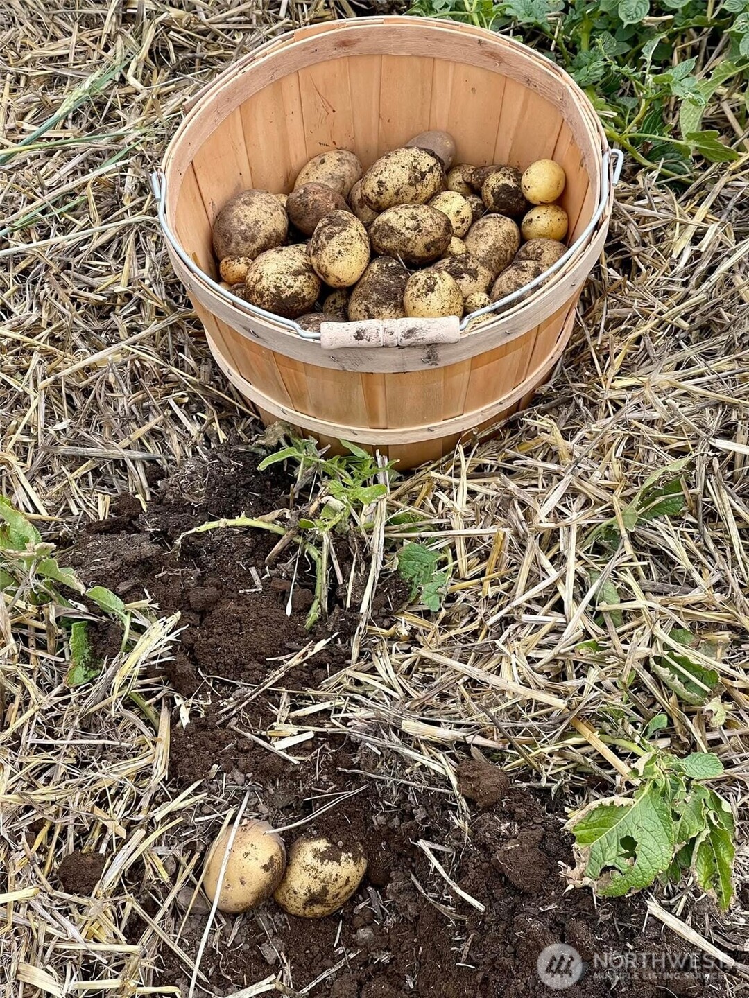54 Hardrock Road Republic, WA 99166 - Photo 16 of 36 a view of a swimming pool with a garden